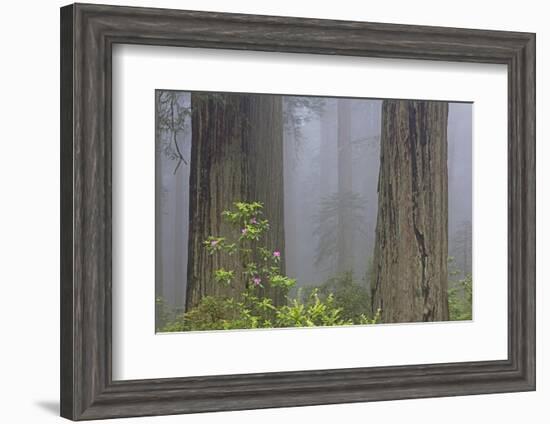 California, Del Norte Coast Redwoods State Park, redwood trees with rhododendrons-Jamie & Judy Wild-Framed Photographic Print