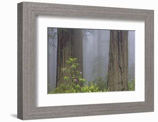 California, Del Norte Coast Redwoods State Park, redwood trees with rhododendrons-Jamie & Judy Wild-Framed Photographic Print