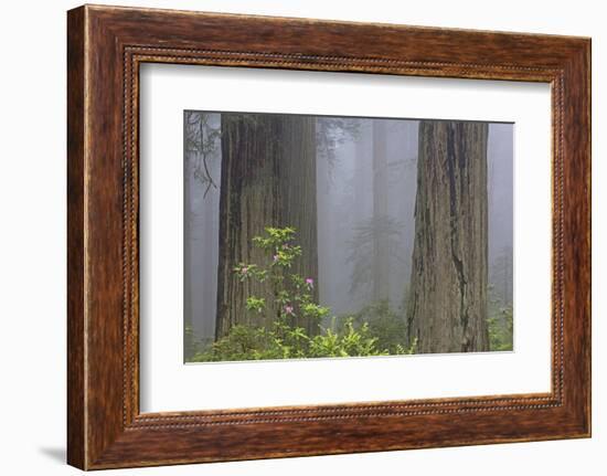 California, Del Norte Coast Redwoods State Park, redwood trees with rhododendrons-Jamie & Judy Wild-Framed Photographic Print