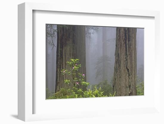 California, Del Norte Coast Redwoods State Park, redwood trees with rhododendrons-Jamie & Judy Wild-Framed Photographic Print