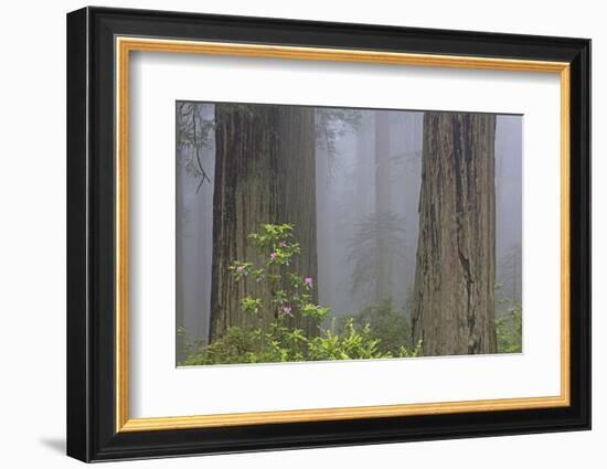 California, Del Norte Coast Redwoods State Park, redwood trees with rhododendrons-Jamie & Judy Wild-Framed Photographic Print