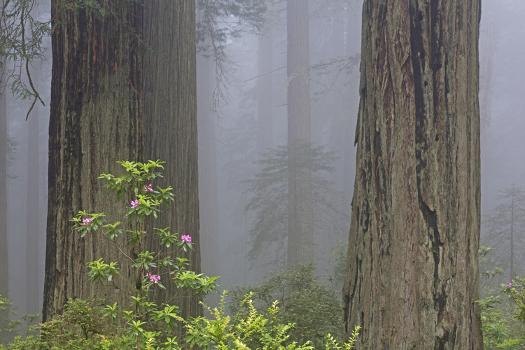 Del Norte Coast Redwoods SP