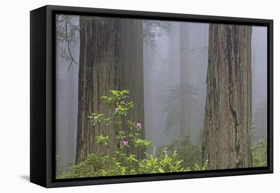 California, Del Norte Coast Redwoods State Park, redwood trees with rhododendrons-Jamie & Judy Wild-Framed Premier Image Canvas