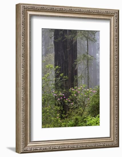 California, Del Norte Coast Redwoods State Park, redwood trees with rhododendrons-Jamie & Judy Wild-Framed Photographic Print