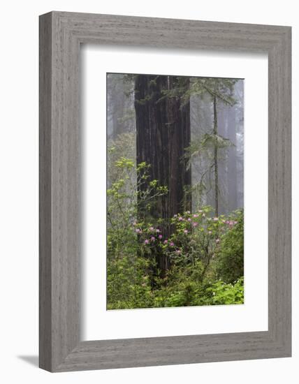 California, Del Norte Coast Redwoods State Park, redwood trees with rhododendrons-Jamie & Judy Wild-Framed Photographic Print