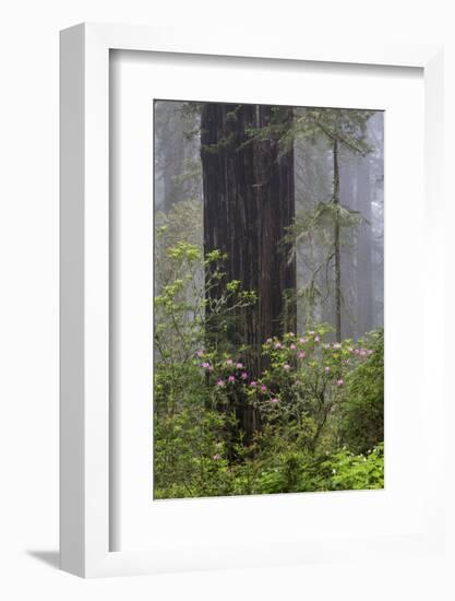 California, Del Norte Coast Redwoods State Park, redwood trees with rhododendrons-Jamie & Judy Wild-Framed Photographic Print