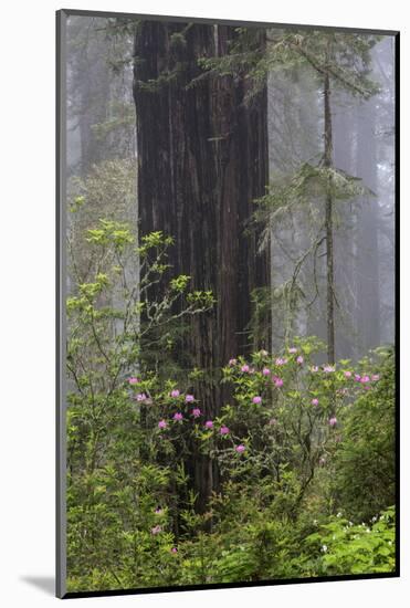 California, Del Norte Coast Redwoods State Park, redwood trees with rhododendrons-Jamie & Judy Wild-Mounted Photographic Print