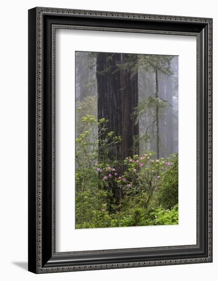 California, Del Norte Coast Redwoods State Park, redwood trees with rhododendrons-Jamie & Judy Wild-Framed Photographic Print