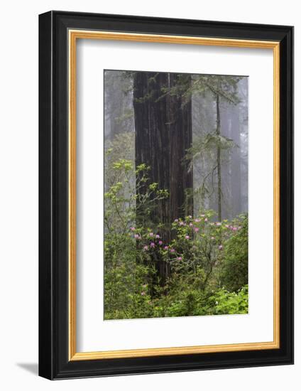 California, Del Norte Coast Redwoods State Park, redwood trees with rhododendrons-Jamie & Judy Wild-Framed Photographic Print