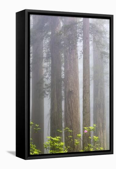 California, Del Norte Coast Redwoods State Park, redwood trees with rhododendrons-Jamie & Judy Wild-Framed Premier Image Canvas