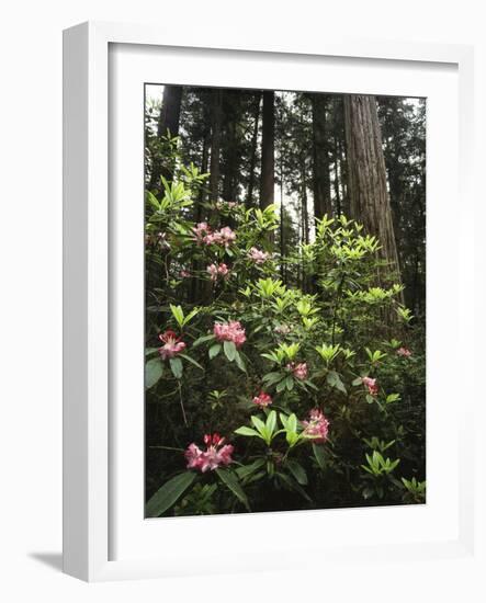 California, Del Norte Redwood Sp, Rhododendron in Coast Redwood Forest-Christopher Talbot Frank-Framed Photographic Print