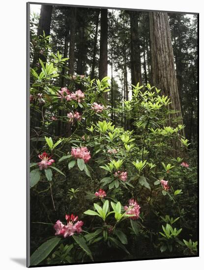 California, Del Norte Redwood Sp, Rhododendron in Coast Redwood Forest-Christopher Talbot Frank-Mounted Photographic Print