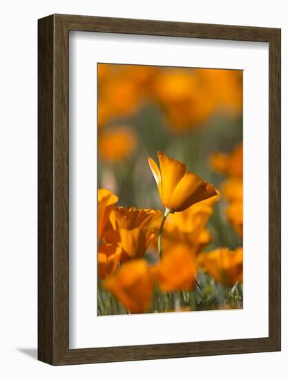 California. Detail of California Poppy , Antelope Valley-Judith Zimmerman-Framed Photographic Print