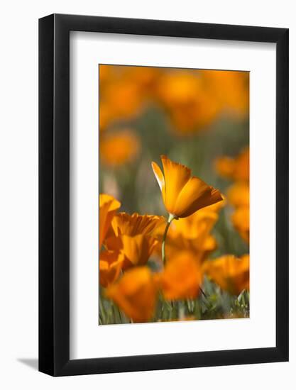 California. Detail of California Poppy , Antelope Valley-Judith Zimmerman-Framed Photographic Print