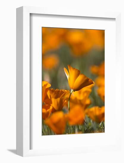 California. Detail of California Poppy , Antelope Valley-Judith Zimmerman-Framed Photographic Print