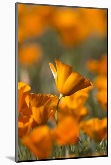 California. Detail of California Poppy , Antelope Valley-Judith Zimmerman-Mounted Photographic Print