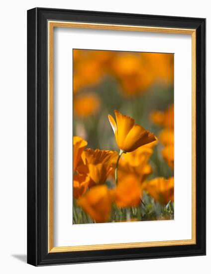 California. Detail of California Poppy , Antelope Valley-Judith Zimmerman-Framed Photographic Print