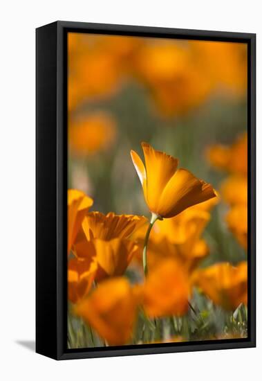 California. Detail of California Poppy , Antelope Valley-Judith Zimmerman-Framed Premier Image Canvas