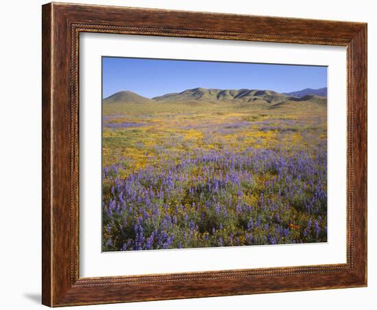 California, Douglas Lupine, California Poppy-John Barger-Framed Photographic Print