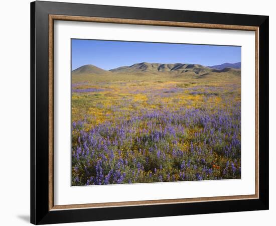 California, Douglas Lupine, California Poppy-John Barger-Framed Photographic Print