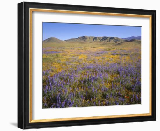 California, Douglas Lupine, California Poppy-John Barger-Framed Photographic Print