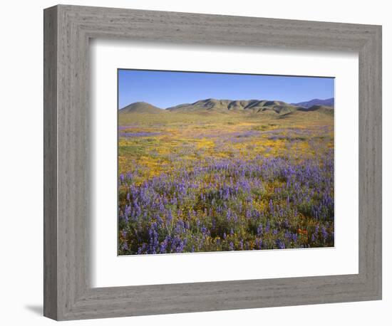 California, Douglas Lupine, California Poppy-John Barger-Framed Photographic Print