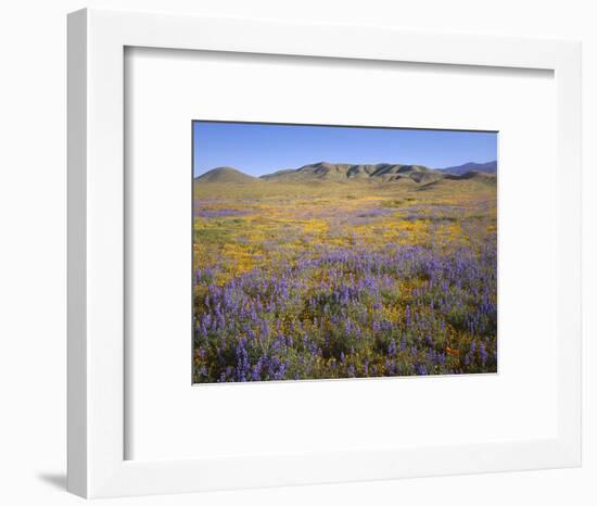 California, Douglas Lupine, California Poppy-John Barger-Framed Photographic Print