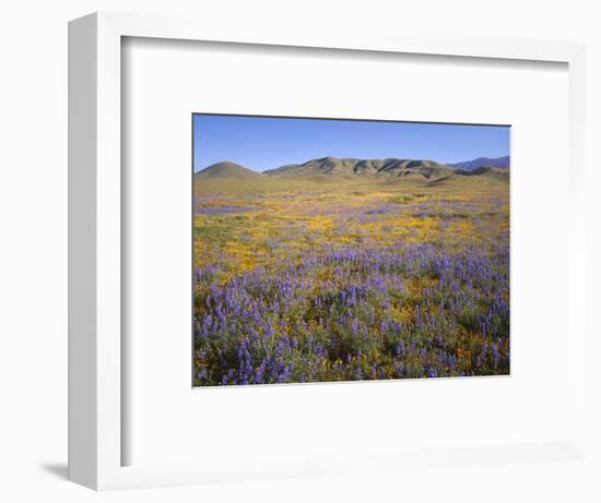 California, Douglas Lupine, California Poppy-John Barger-Framed Photographic Print