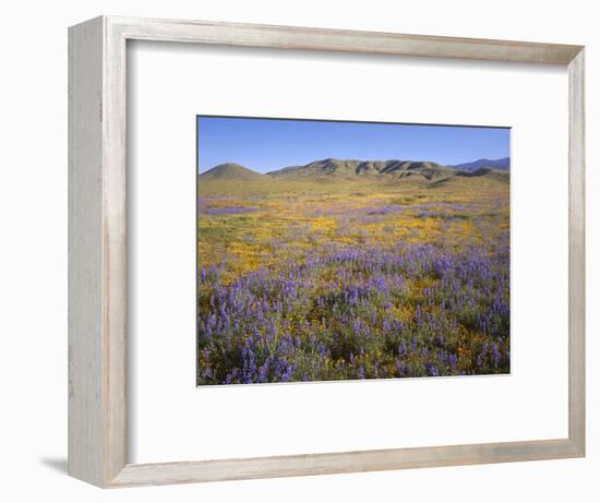 California, Douglas Lupine, California Poppy-John Barger-Framed Photographic Print