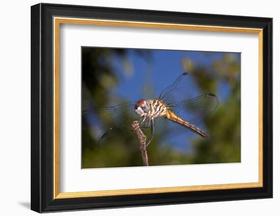 California. Dragonfly on Stem-Jaynes Gallery-Framed Photographic Print