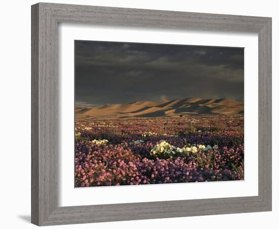 California, Dumont Dunes, a Rainbow Above Dunes and Wildflowers-Christopher Talbot Frank-Framed Photographic Print