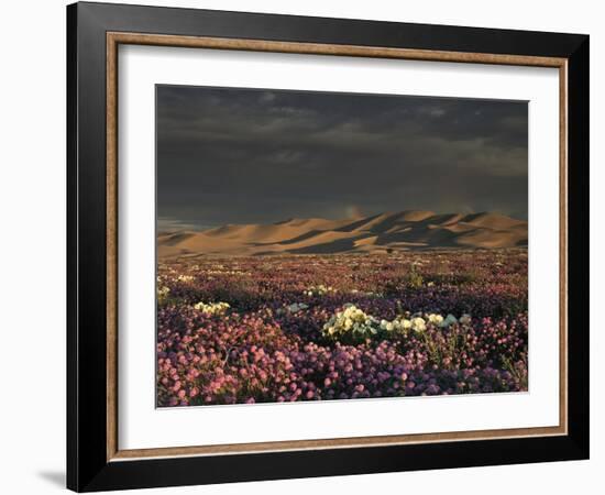 California, Dumont Dunes, a Rainbow Above Dunes and Wildflowers-Christopher Talbot Frank-Framed Photographic Print