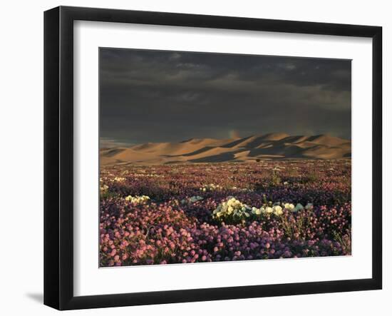 California, Dumont Dunes, a Rainbow Above Dunes and Wildflowers-Christopher Talbot Frank-Framed Photographic Print