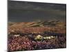 California, Dumont Dunes, a Rainbow Above Dunes and Wildflowers-Christopher Talbot Frank-Mounted Photographic Print