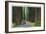 California - Dyerville Flat Scene on the Redwood Highway-Lantern Press-Framed Art Print