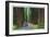 California - Dyerville Flat Scene on the Redwood Highway-Lantern Press-Framed Art Print