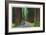 California - Dyerville Flat Scene on the Redwood Highway-Lantern Press-Framed Art Print