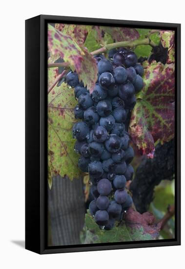 California. Early Morning Dew on Grapes on Vine in Vineyard in Sonoma County-Judith Zimmerman-Framed Premier Image Canvas