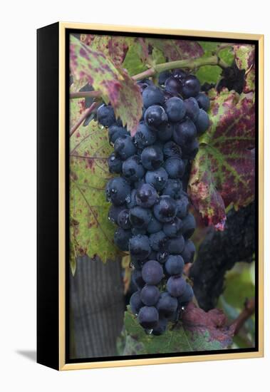 California. Early Morning Dew on Grapes on Vine in Vineyard in Sonoma County-Judith Zimmerman-Framed Premier Image Canvas