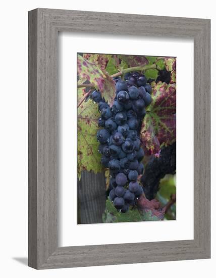 California. Early Morning Dew on Grapes on Vine in Vineyard in Sonoma County-Judith Zimmerman-Framed Photographic Print