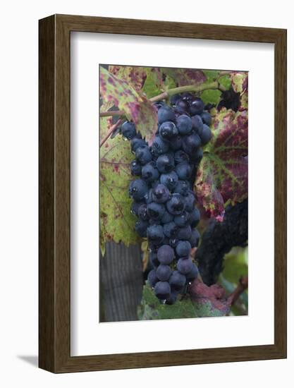 California. Early Morning Dew on Grapes on Vine in Vineyard in Sonoma County-Judith Zimmerman-Framed Photographic Print