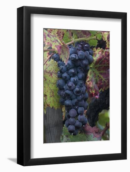 California. Early Morning Dew on Grapes on Vine in Vineyard in Sonoma County-Judith Zimmerman-Framed Photographic Print