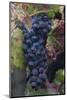 California. Early Morning Dew on Grapes on Vine in Vineyard in Sonoma County-Judith Zimmerman-Mounted Photographic Print