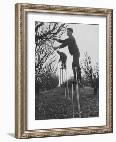 California Farmer Using Stilts for Picking Fruit-Ralph Crane-Framed Photographic Print