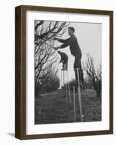 California Farmer Using Stilts for Picking Fruit-Ralph Crane-Framed Photographic Print