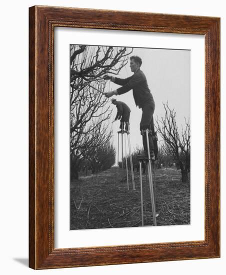 California Farmer Using Stilts for Picking Fruit-Ralph Crane-Framed Photographic Print