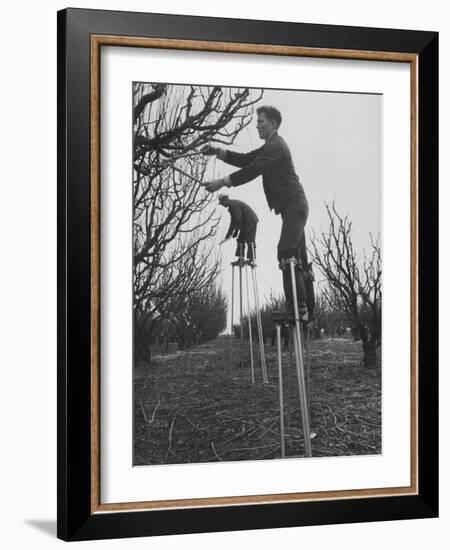 California Farmer Using Stilts for Picking Fruit-Ralph Crane-Framed Photographic Print