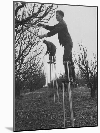 California Farmer Using Stilts for Picking Fruit-Ralph Crane-Mounted Photographic Print