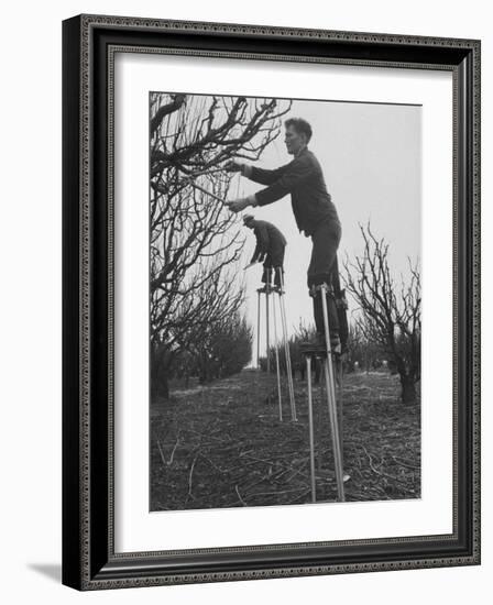 California Farmer Using Stilts for Picking Fruit-Ralph Crane-Framed Photographic Print