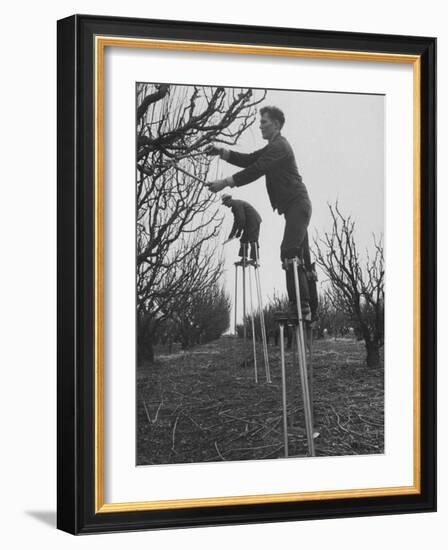 California Farmer Using Stilts for Picking Fruit-Ralph Crane-Framed Photographic Print